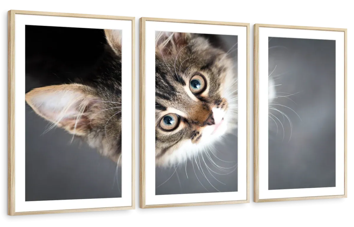 A Cat Wall Art