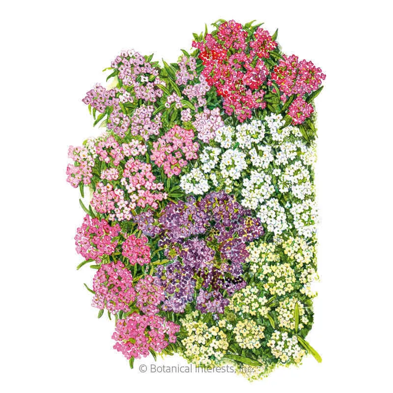 Allure Pastel Blend Sweet Alyssum Seeds