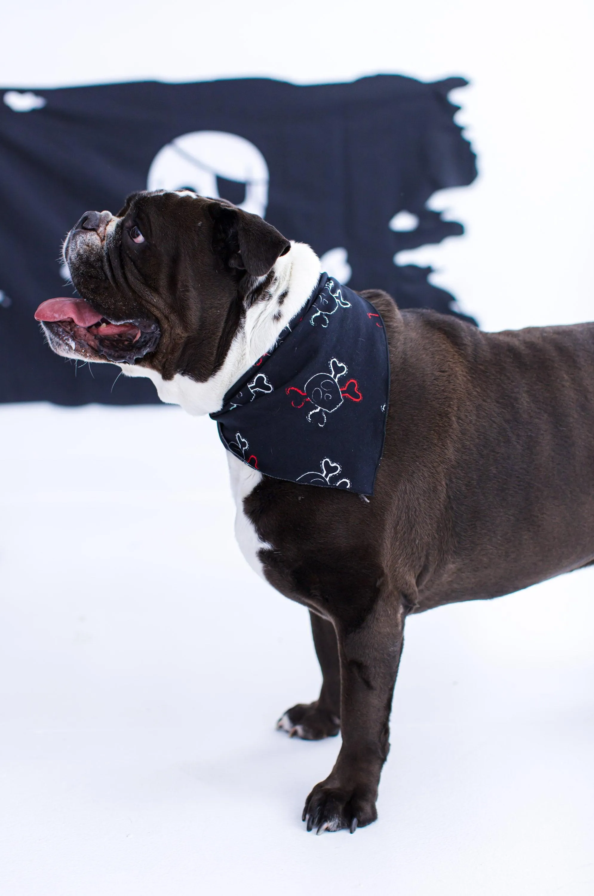 Briggs Pet Bandana