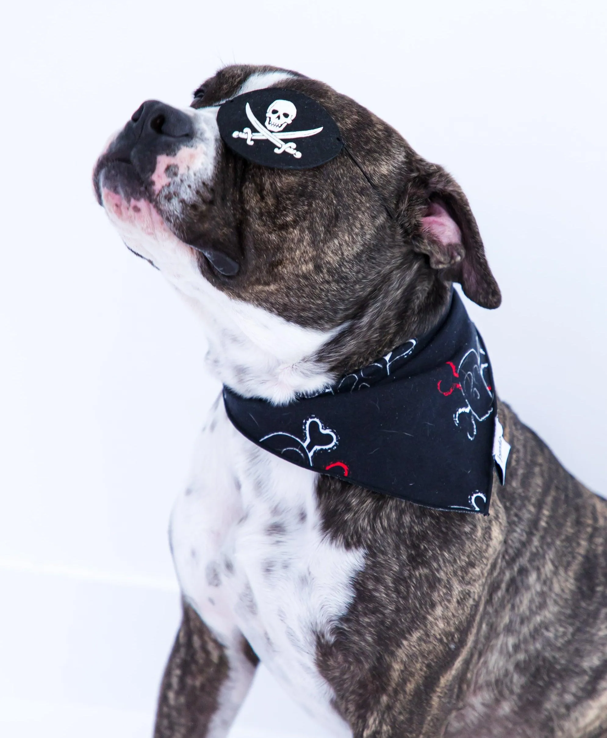 Briggs Pet Bandana