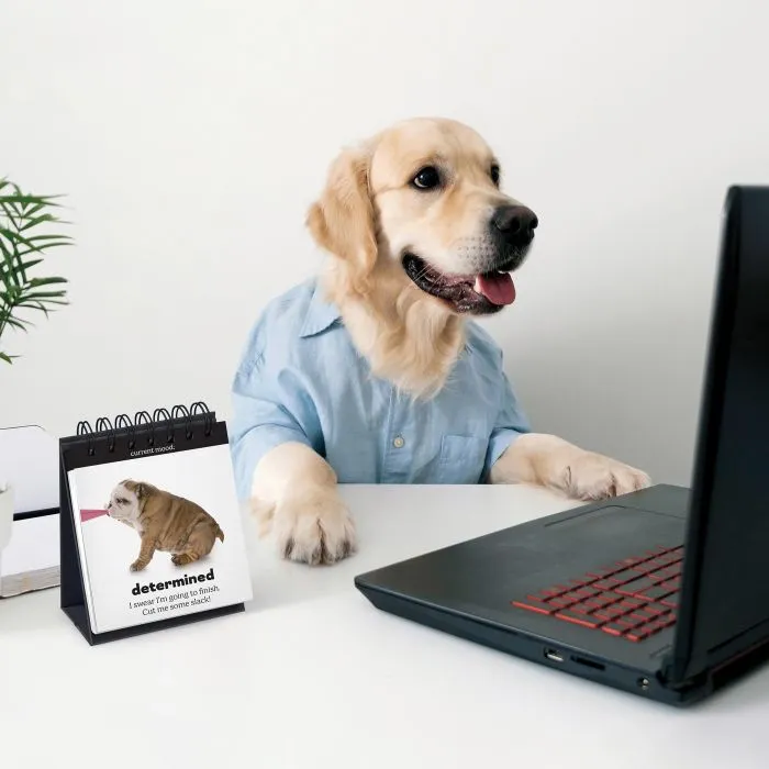 Daily Doggo Desktop Flipbook