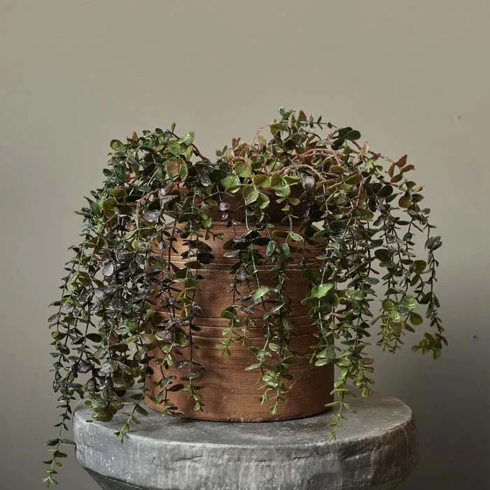 Eucalyptus Trailing Branch 69cm