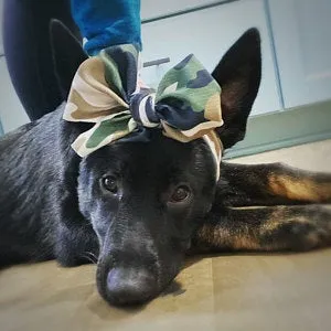 Frenchiestore Pet Head Bow | Camo