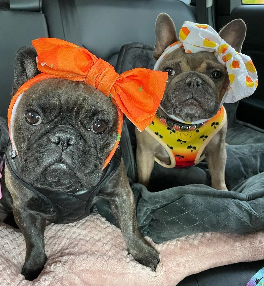 Frenchiestore Pet Head Bow | Candy Corn