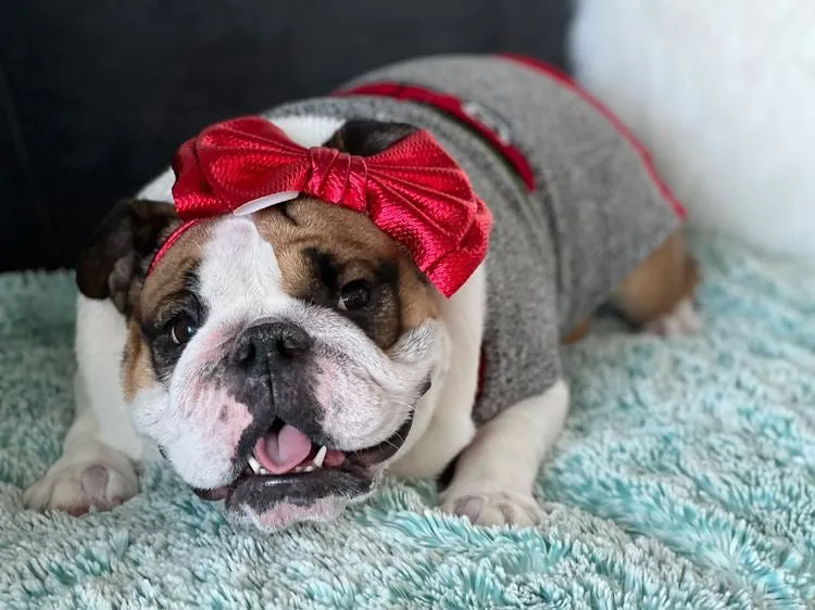 Frenchiestore Pet Head Bow | Metalic Red