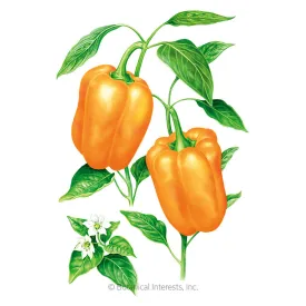 Orange Sun Sweet Pepper Seeds