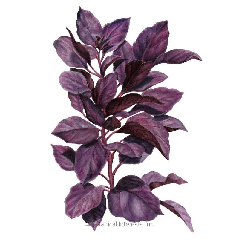 Purple Petra Basil Seeds